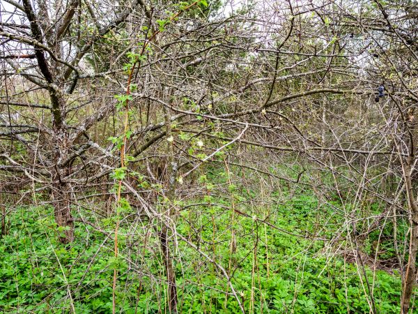Cost of Underbrush Clearing in Yakima