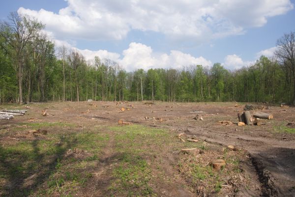 Cost of Pasture Clearing in Yakima