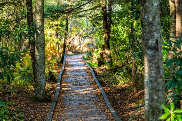 Cost of Trail Clearing in Yakima